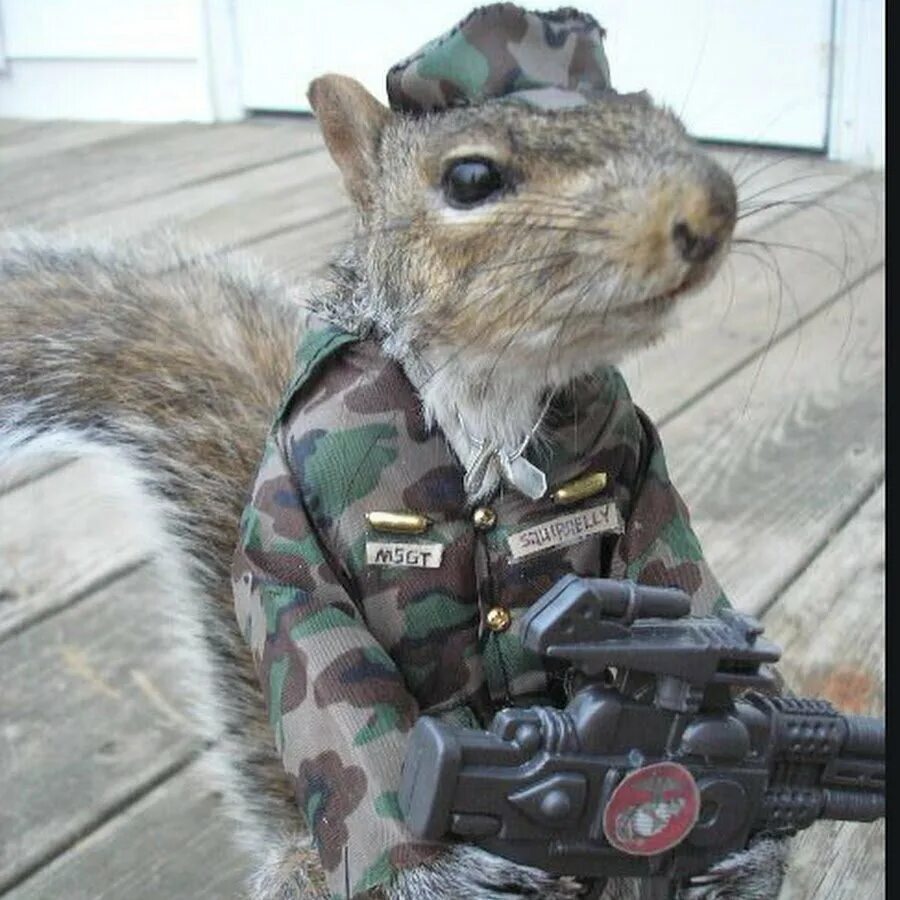 Крыса в кс. Суслик в военной форме. Крыса ак 47. Белка с оружием. Крыса cs go.