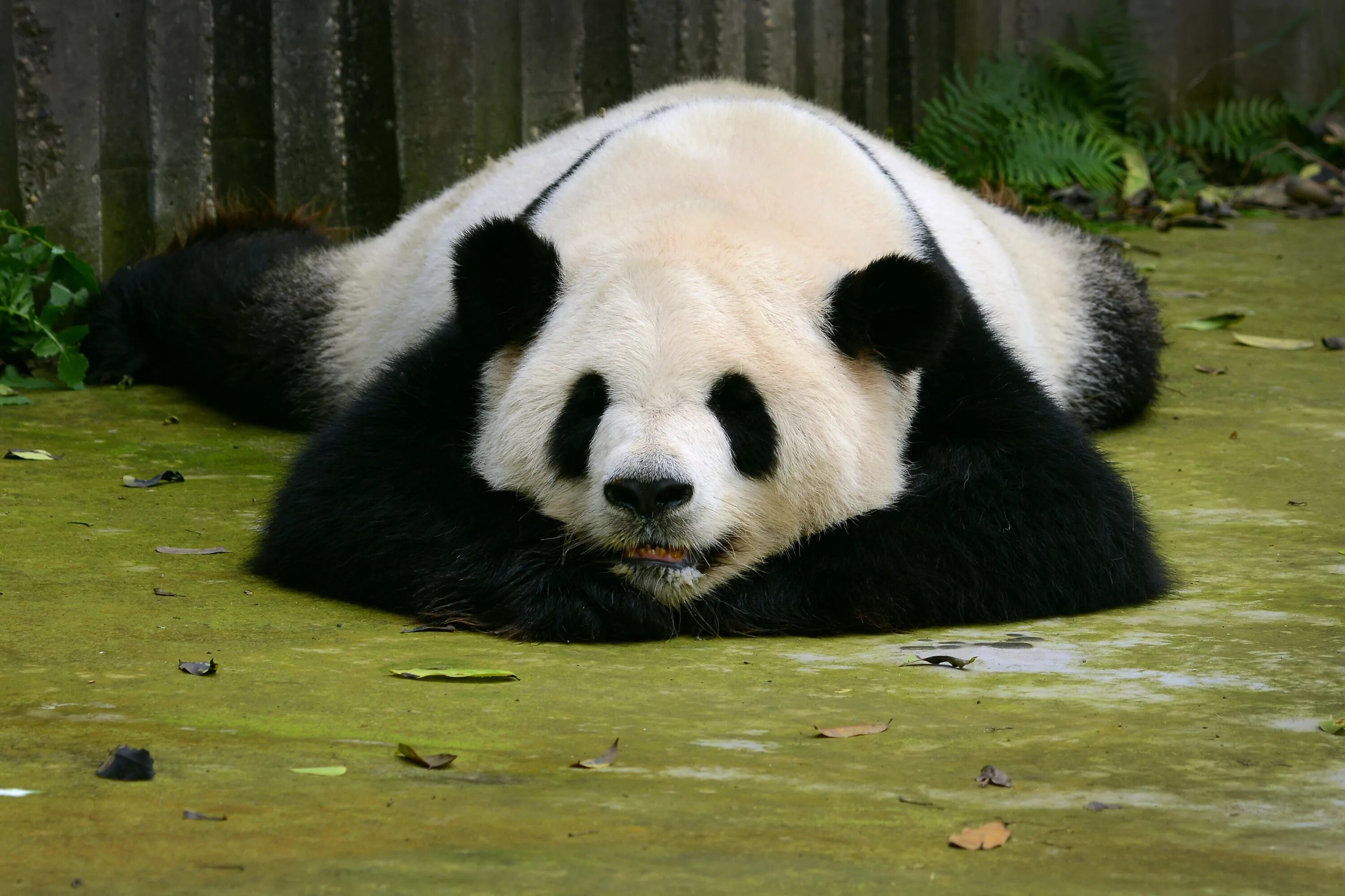 Млекопитающие Панда. Большая Панда. Панда фото. Панда и Беар. Большая панда медведь