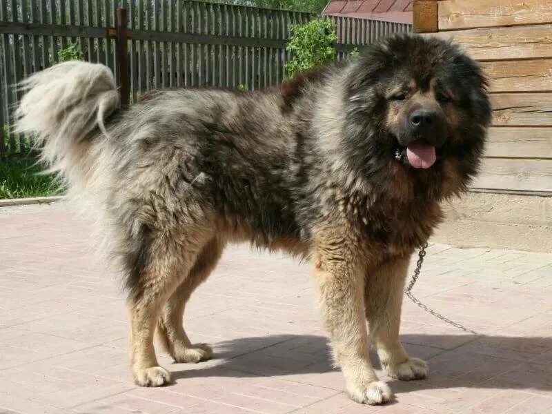 Кавказская овчарка. Кавказец сука. Кавказец сука. Кавказец сука. Волкодав овчарка восточно европейская.