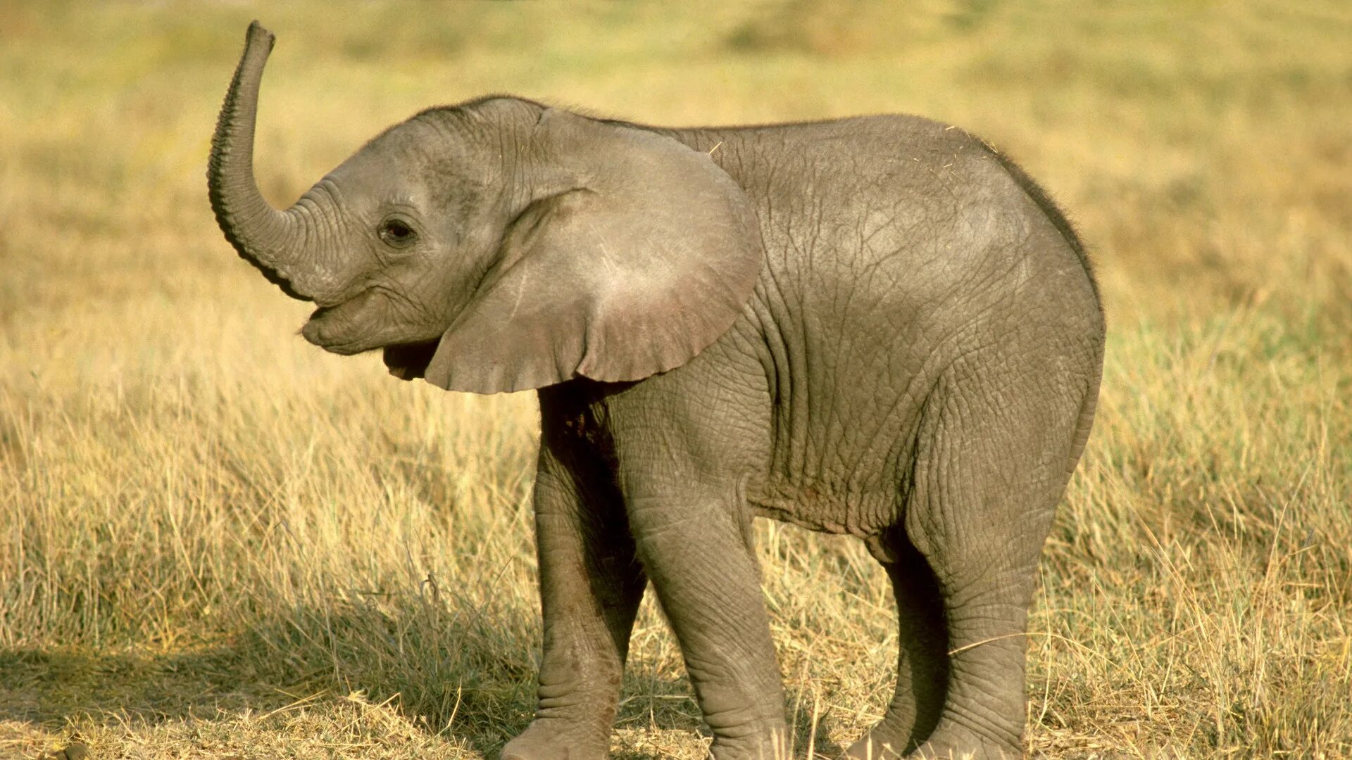 Bbc животные. Животные ввс. bbc animal. bbc про животных.