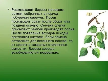 Как размножить березу