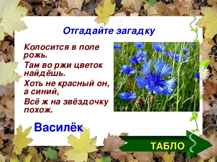 Колосится в поле рожь там во ржи цветок. Загадка колосится в поле рожь там во ржи цветок найдешь ответ. Колосилась в поле рожь цветок найдешь. Похож на Василек. Ответ на загадку красненькая матрешка беленькая