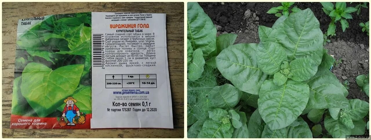 Табак курительный самсун 85 седек. Зеленолистные сорта табака. Табак крупнолистный 512. Сколько стоит хороший и качественный табак вирджиния. Таблица ферментации табака по сортам.