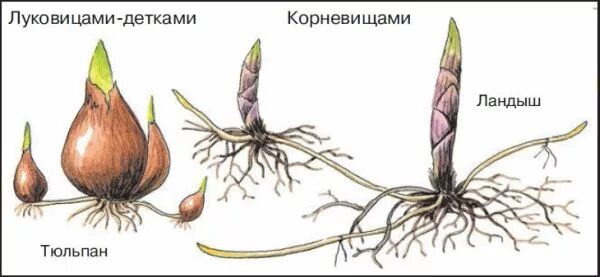 Вегетативное размножение подземными побегами. Размножение корневищем клубнем луковицей. Вегетативное размножение луковицами. Органы вегетативного размножения луковицы корневища клубни.