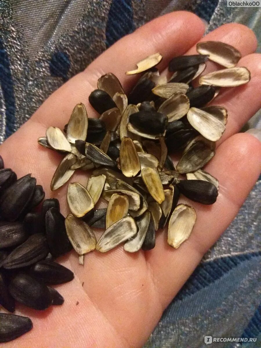 Лузга семечек. Шелуха хлопковых семян. Сонник шелуха от семечек. Шелуха от семечек. Сонник шелуха от семечек.