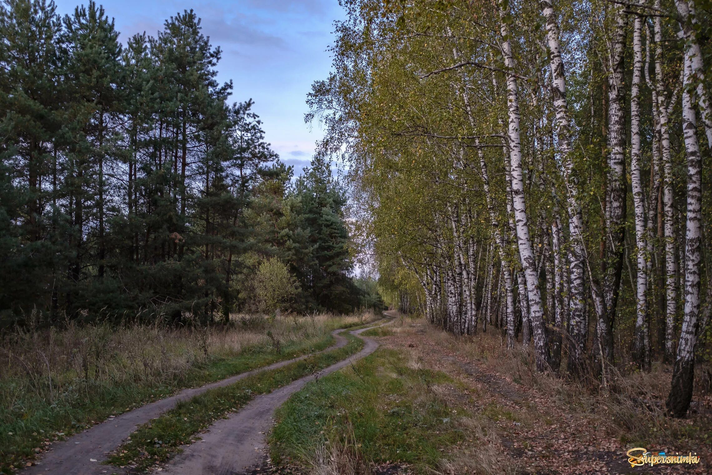 Использование лесных дорог. Лесная грунтовая дорога. проселочная лесная дорога. грунтовая дорога в лесу.