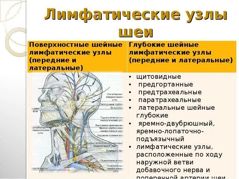 Что значит лимфоузел. Шейные лимфоузлы сзади схема. Шейные яремные лимфоузлы. Поверхностные шейные лимфатические узлы сзади. Шейные лимфатические узлы расположение сзади.