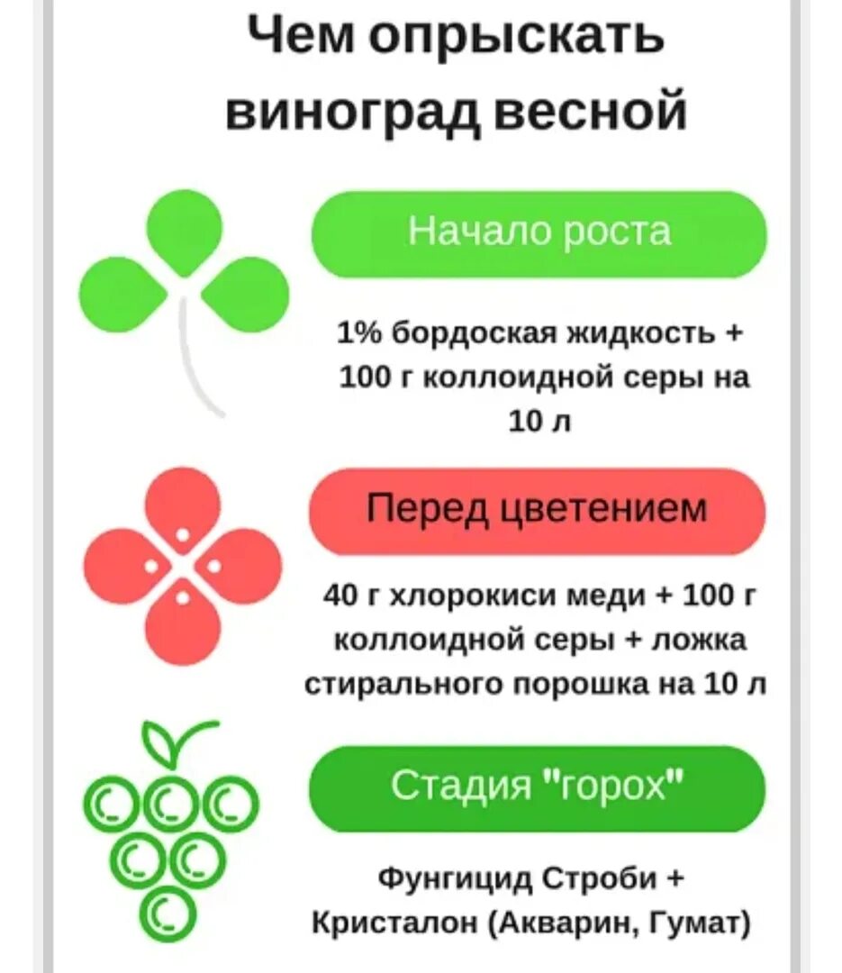 Чем обрабатывать виноград весной от вредителей. Чем побрызгать виноград весной. Чем обработать виноград весной. Чем опрыскивать виноград. Схема обработки винограда от болезней и вредителей.