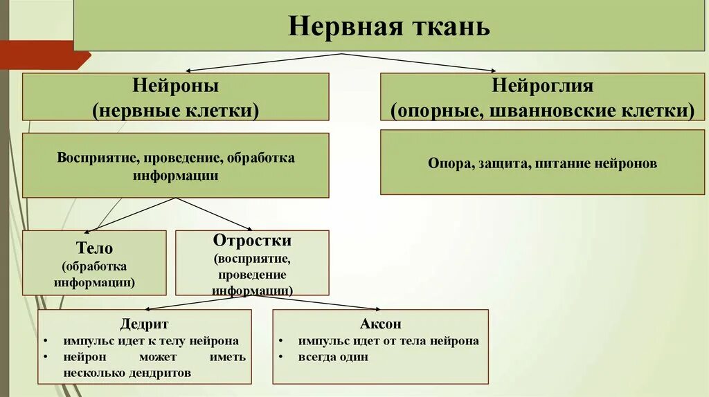 Ткани гистология кратко. Классификация нервной ткани таблица. классификация нервной ткани гистология. типы нервной ткани таблица. нервная ткань классификация схема.