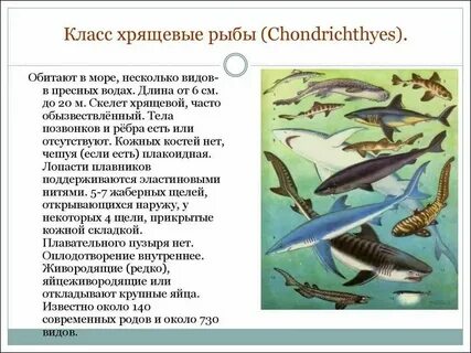 Рыбы признаки рыб 1 класс