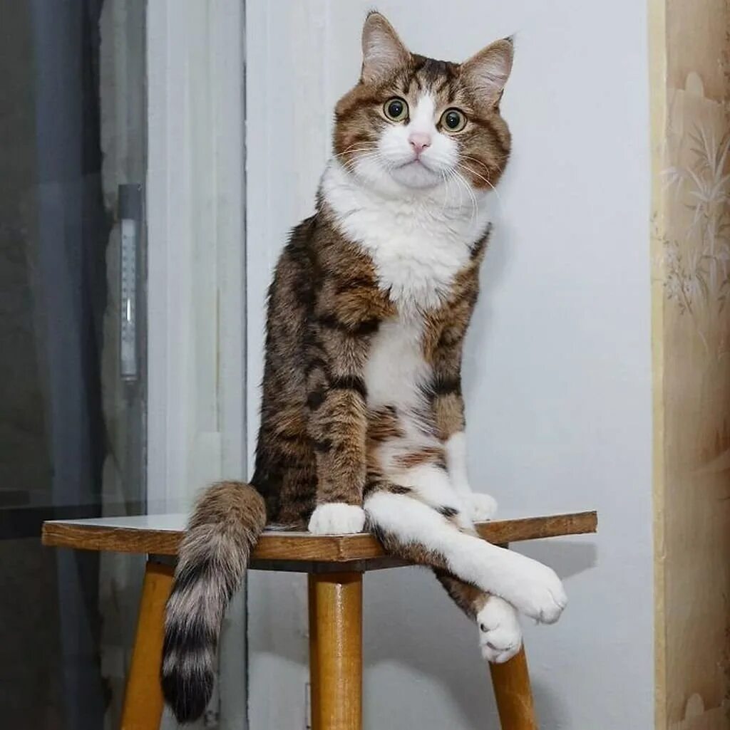 Кот сидит на тумбочке как человек. Кот сидит. сидячая кошка. кот сидит на стуле. сидячий кот.