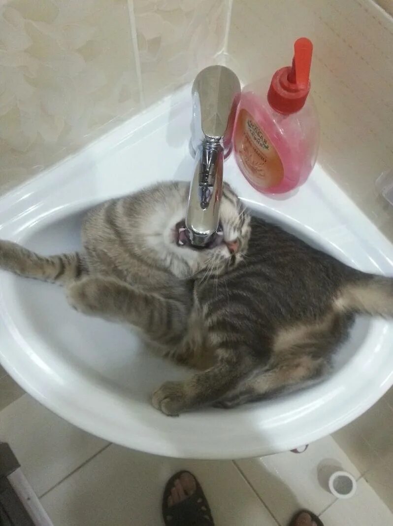Кошка хочет пить. Кот и кран. Кот в раковине. Смешные коты в раковине. Кот пьет воду.