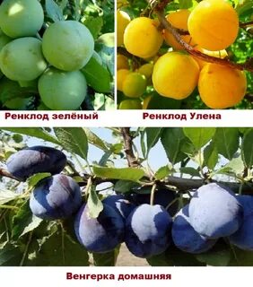 Слива описание сорта фото отзывы опылители
