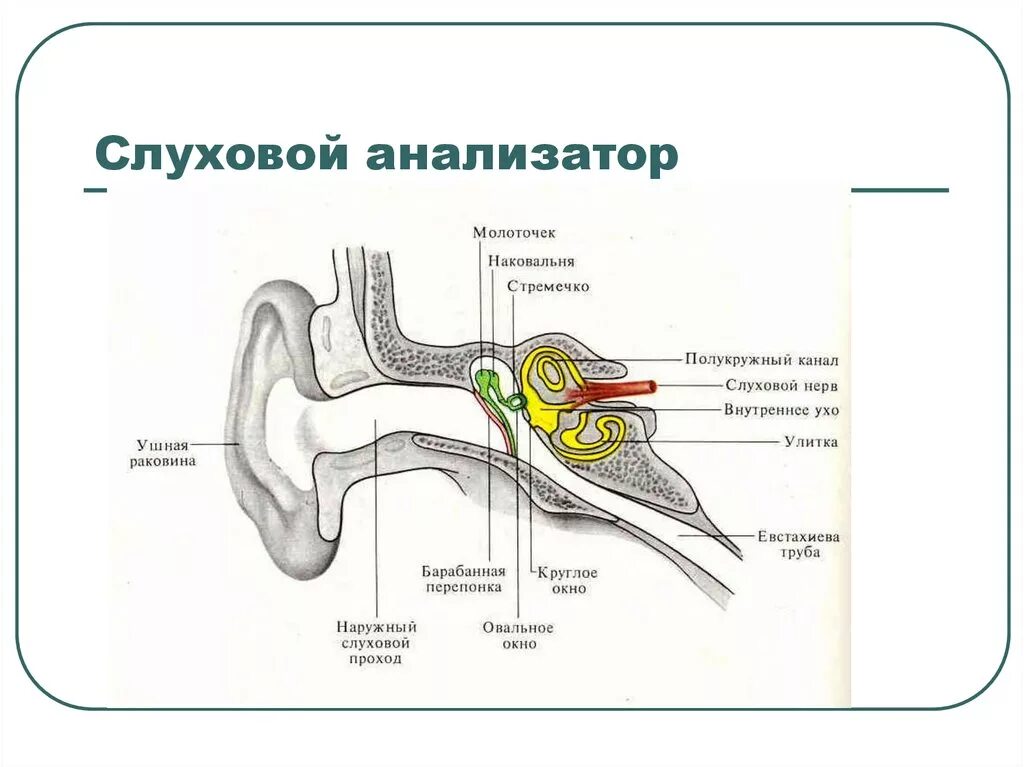 Структура слухового анализатора человека. Строение части слухового анализатора. Периферический отдел слухового анализатора схема. Изобразите структуру слухового анализатора.