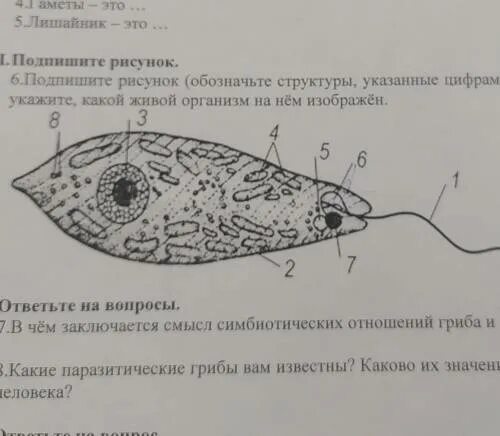 Обозначьте структуры указанные на рисунке. Подпишите структуры указанные цифрами 1 2. Рассмотри рисунок. Укажи цифру, которой обозначена стигма. Подпишите рисунок: под цифрой 5 указано. Укажите структуру обозначенную цифрой 3.