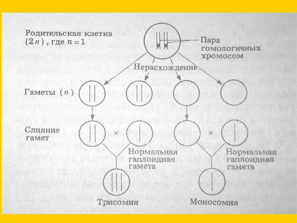 Нерасхождение 21-Ой хромосомы в мейозе у женщины схема. Нерасхождение половых хромосом в мейозе. Нерасхождение половых хромосом у мужчин. Схема нерасхождения хромосом в гаметогенезе. Геномные нерасхождение хромосом в мейозе