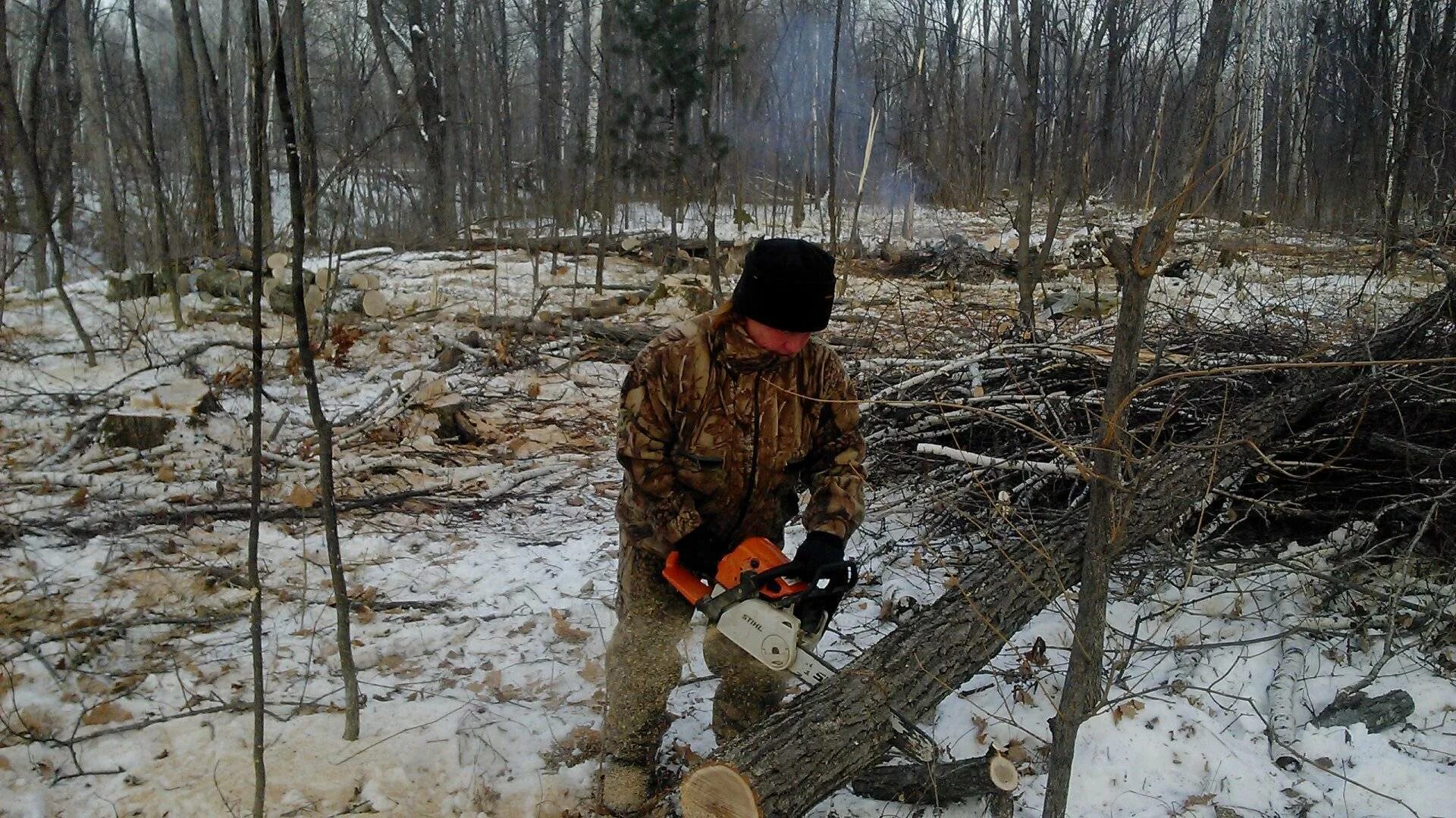 Какие валежник можно собирать. Сбор валежника в лесу. вырубка сухостоя. поваленное дерево в лесу. сбор дров в лесу.