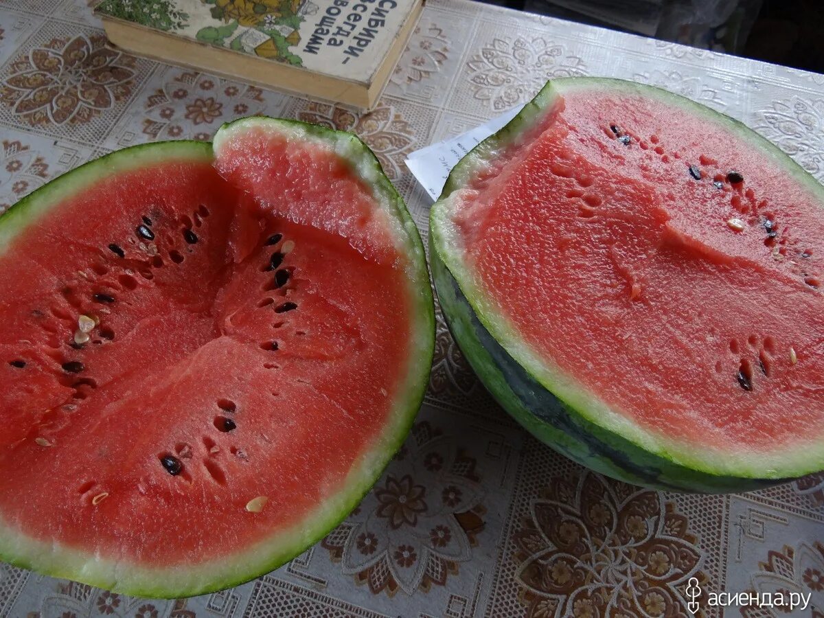 Семена арбуз сибирские огни. Хороший сорт сибирского арбуза. Арбуз в огне. Арбуз сибирский гигант уд. Арбуз сибирские огни.
