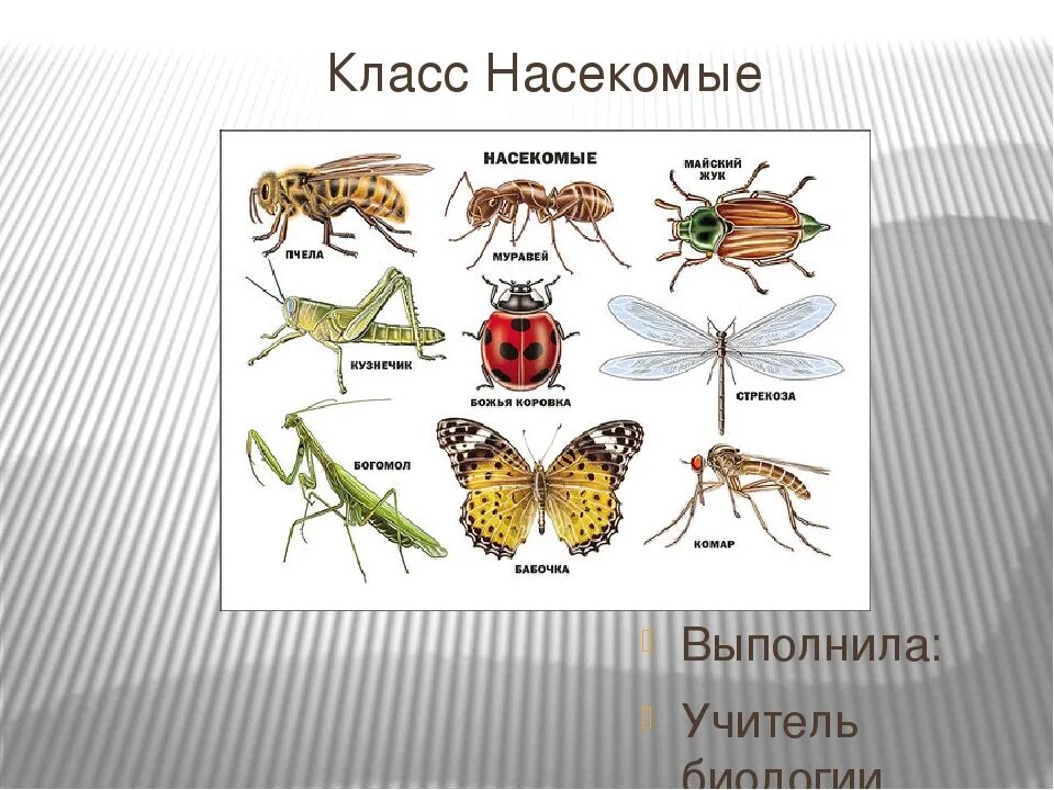 Божья коровка неполное превращение. Насекомые биология. Представители насекомых. Класс насекомые. Класс насекомые отряды.