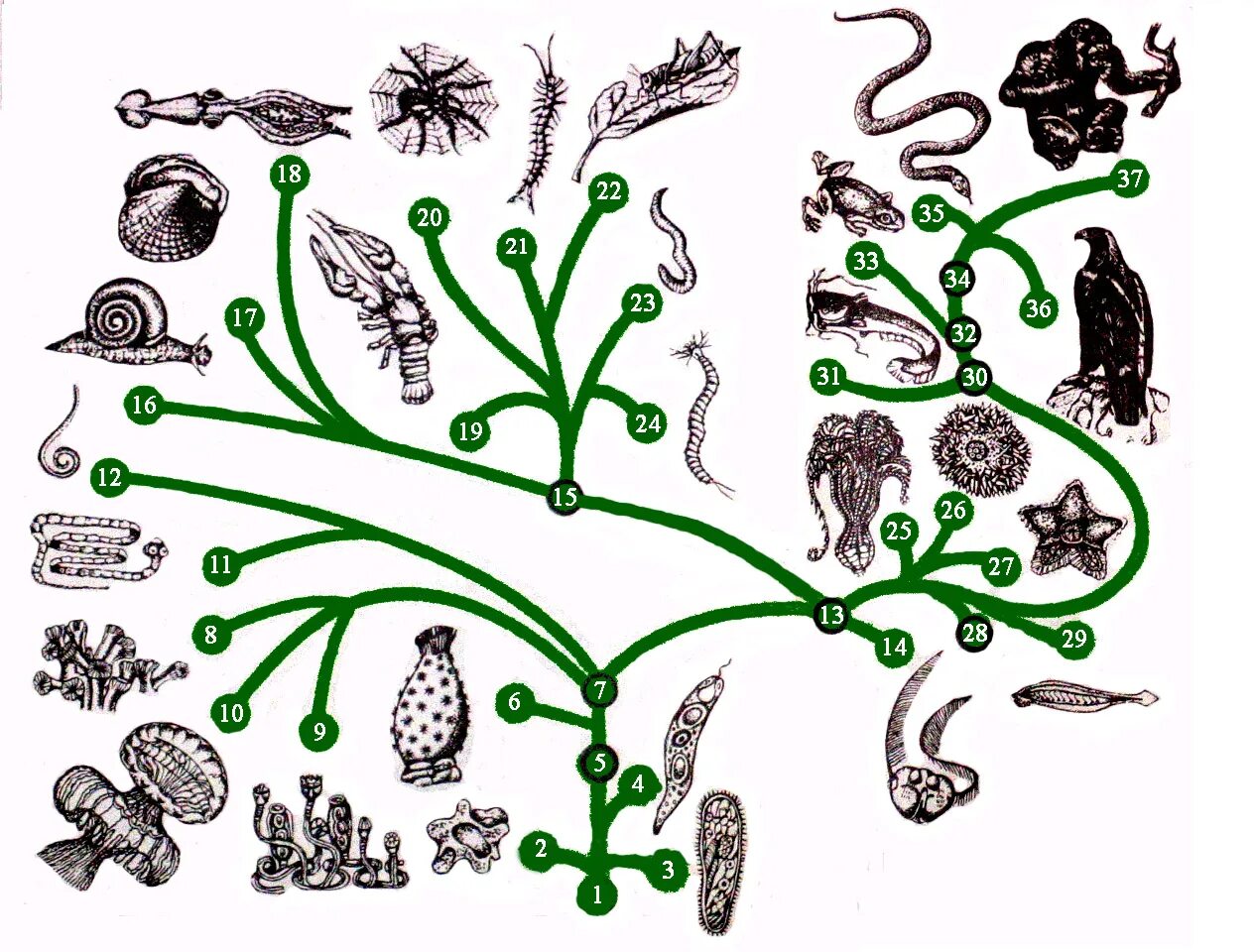 Рисунки царств живой природы. Эволюционное Древо живой природы. Эволюционное Древо Дарвина. Эволюционное Древо жизни биология.