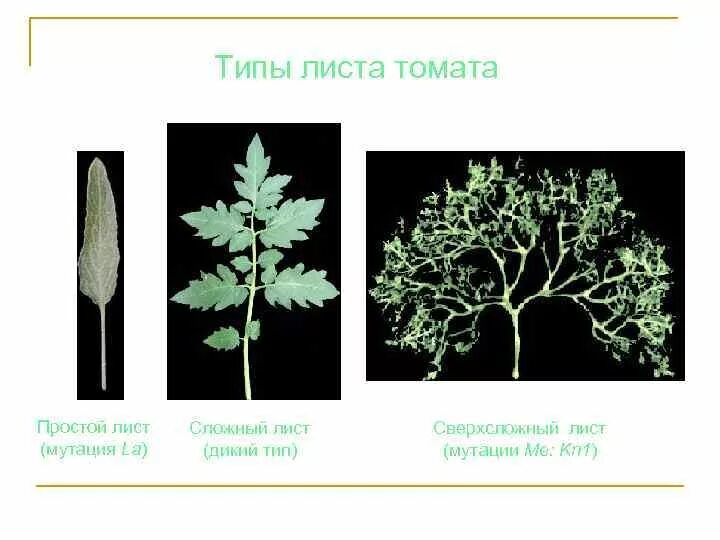 Тип листьев томата. Жилкование листа томата. Жилкование листьев томата. Жилкование листа томата обыкновенного. Томат Тип жилкования.