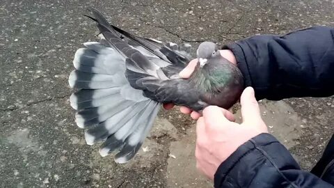 Голубей ник