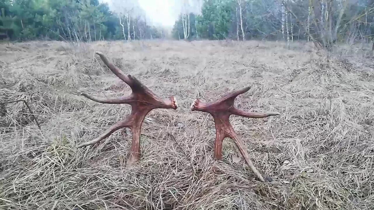 Ищут рога лося.