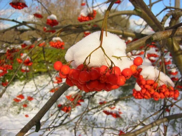 Ноябрь природа. Осень зима. Осень первая зима последняя. Клен зимой. Осень с зимой встречается 14 ноября.