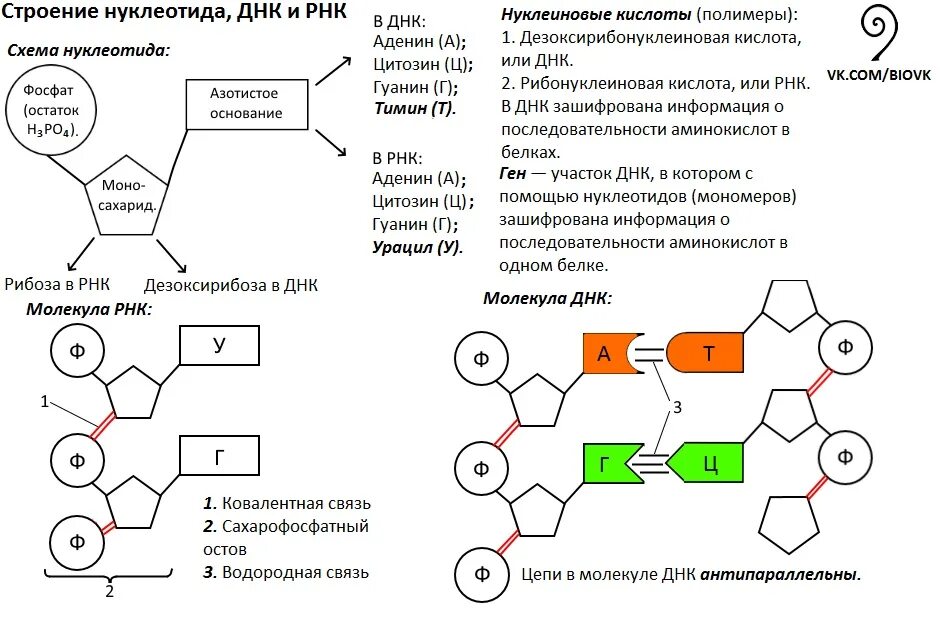 Схема строения нуклеотида РНК. Схема строения нуклеотида ДНК И РНК. Схема строения нуклеотида общая формула. Строение нуклеотида ДНК. Нуклеотид вируса