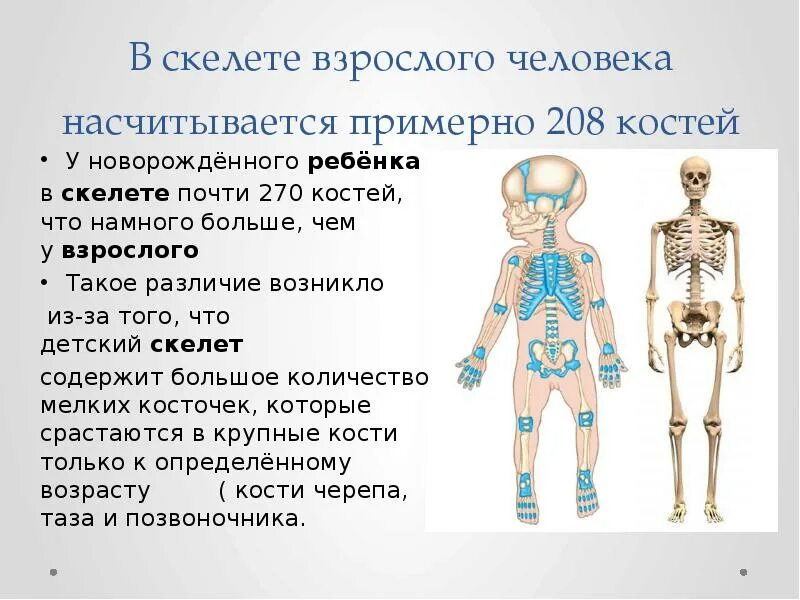 Сколько костной в человек. Сколько костей в скелете человека. скелет взрослого и ребенка. скелет от ребенка к взрослому. скелет взрослого и новорожденного.