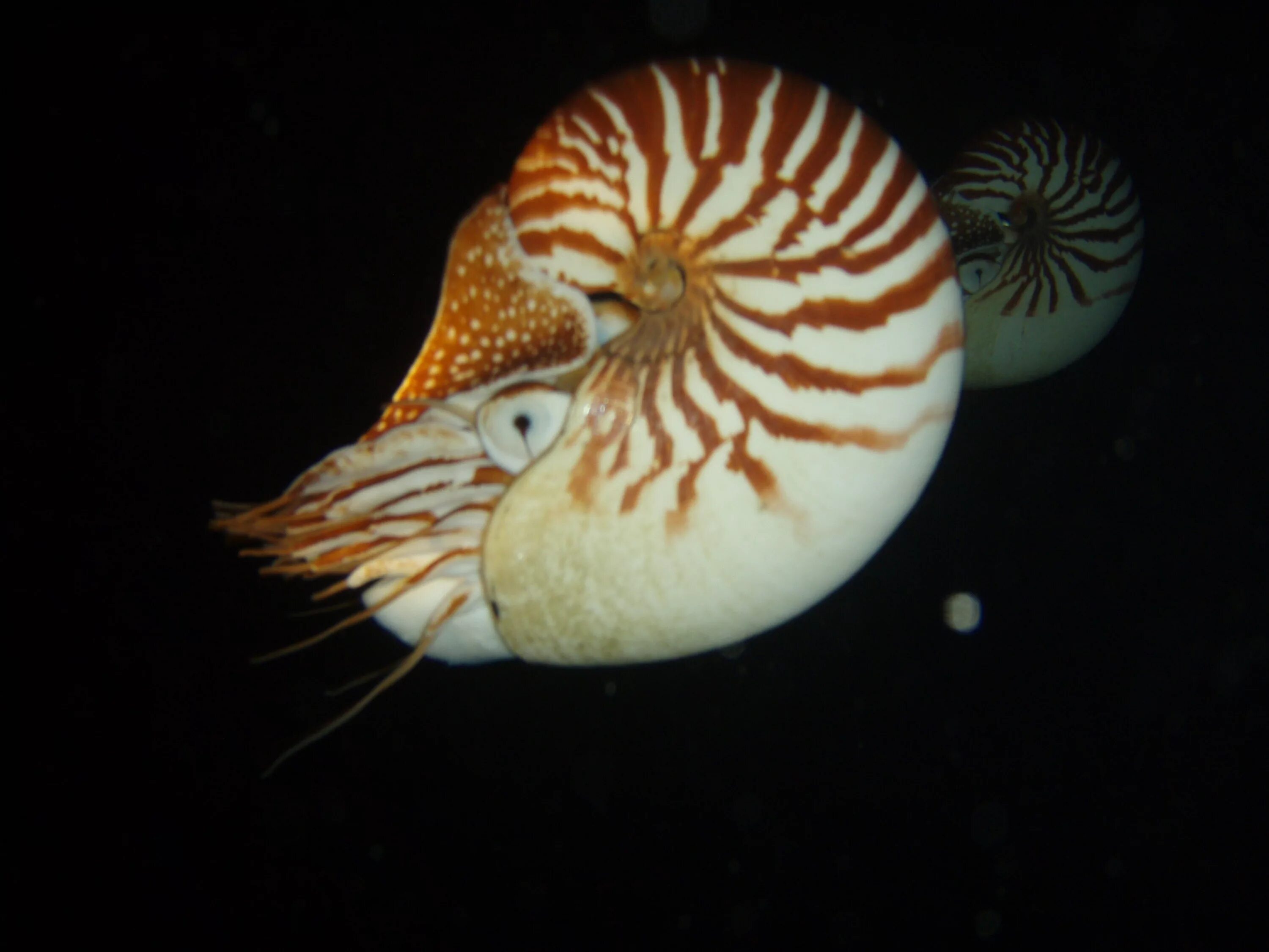 К элоизе наутилус. Головоногие моллюски наутилус. nautilus pompilius моллюск. наутилус помпилиус головоногий моллюск. наутилус помпилиус моллюск раковина.