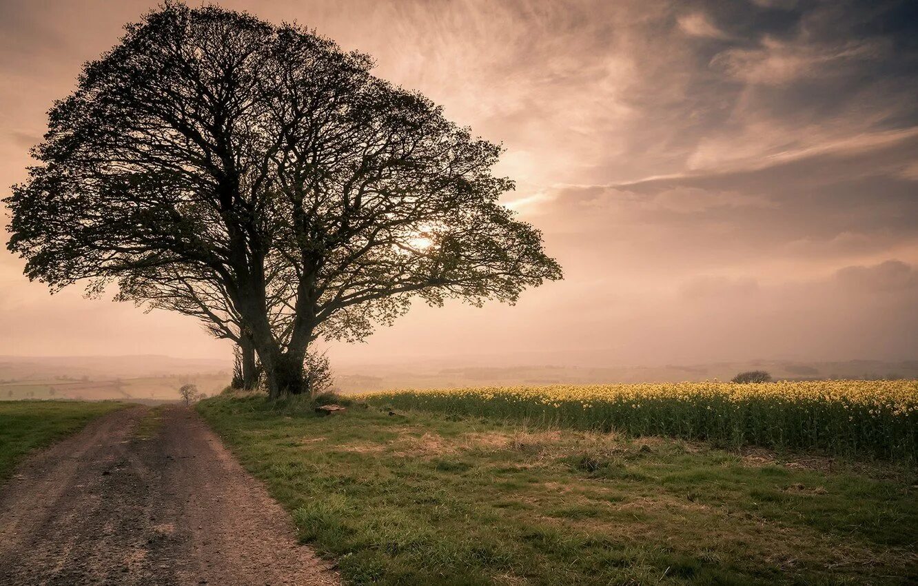 Дерево у дороги. Красивое дерево. Пейзаж одинокое дерево. Одинокое дерево в поле.