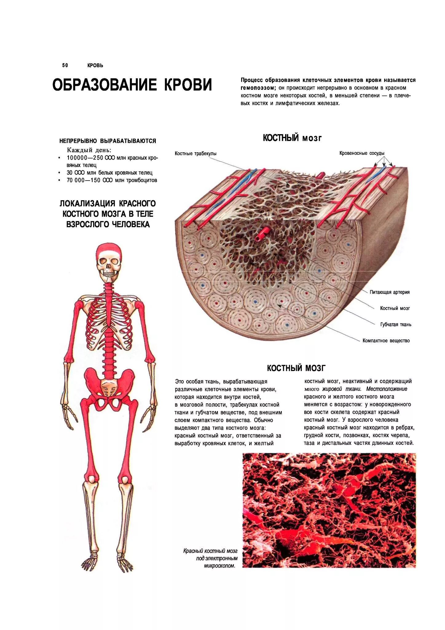 Красный мозг костей. Схема расположения костного мозга. Костный мозгьчеловека. Кости в которых есть костный мозг.