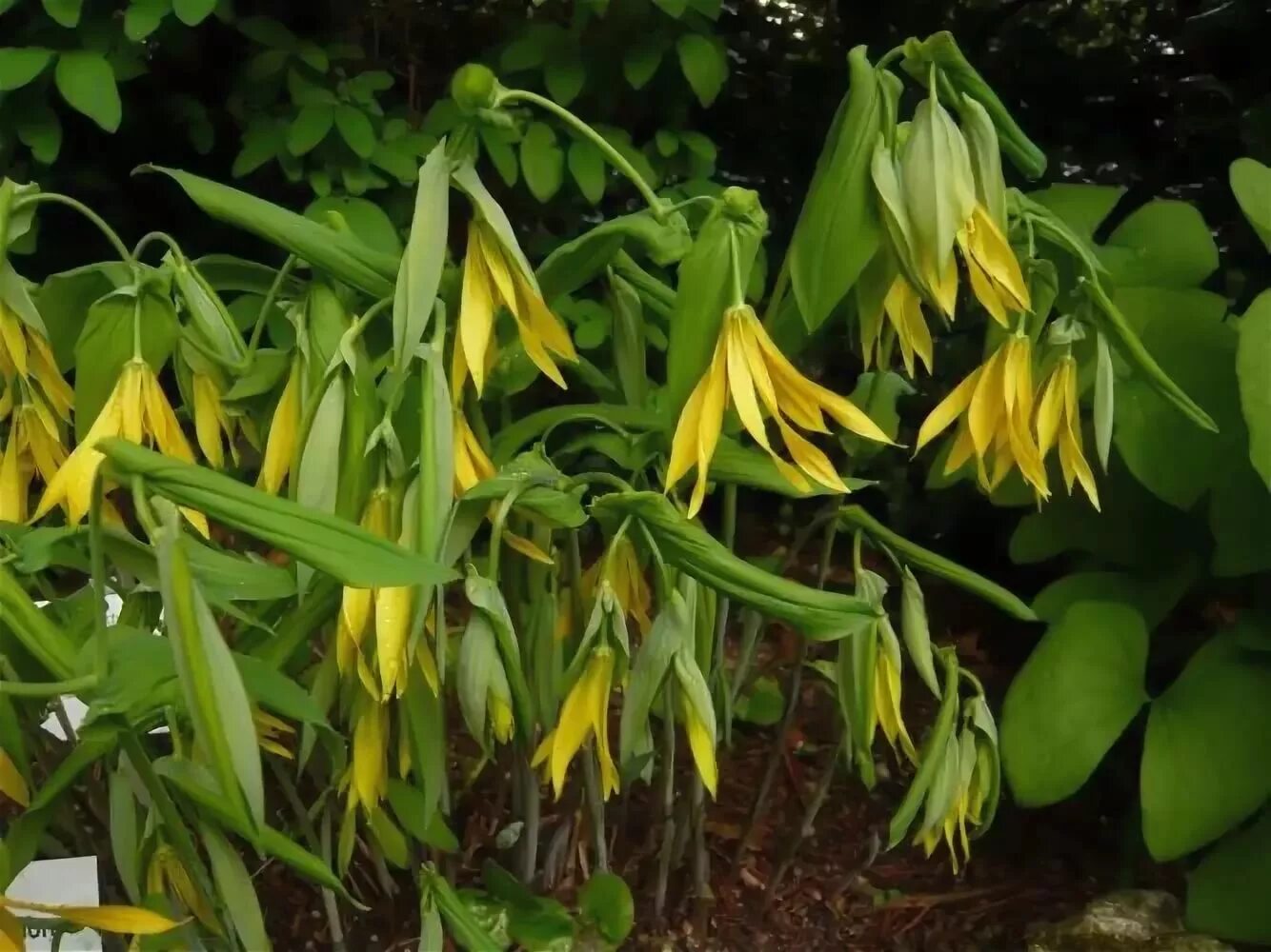 Увулярия grandiflora. Увулярия крупноцветковая (Uvularia grandiflora). Увулярия крупноцветковая Паллида. Увулярия сидячелистная.