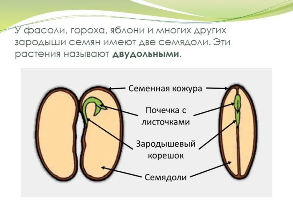 Какую функцию выполняет семена кожура. Семенная кожура семядоли. Семядоли фасоли. Строение семядоли. Строение семени двудольного растения.