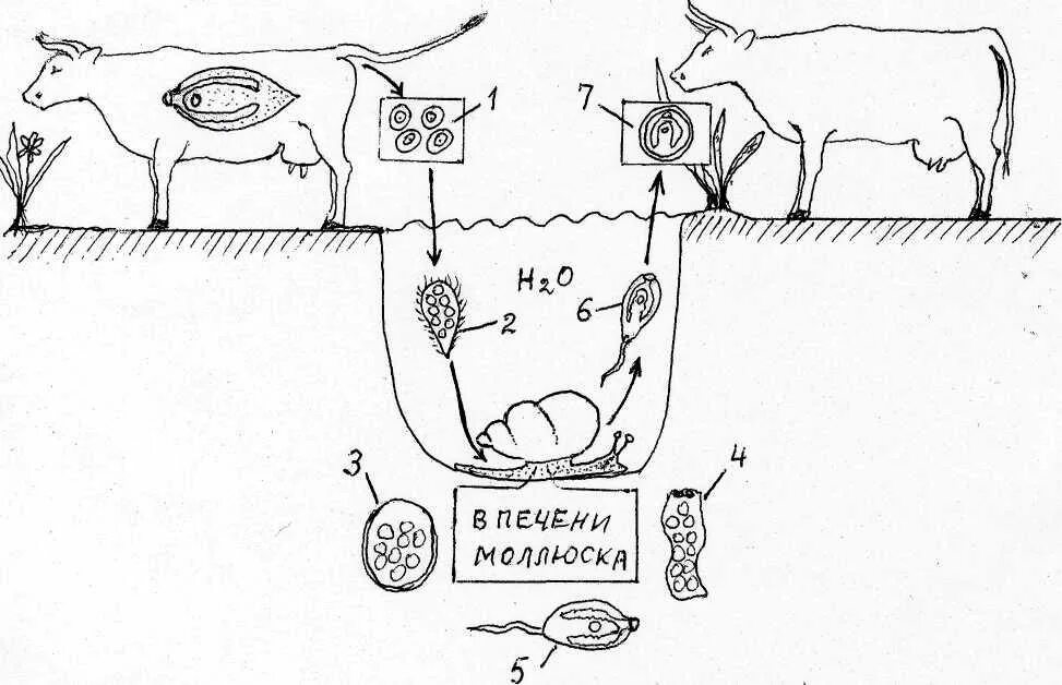 Печеночный сосальщик впр. Жизненный цикл печеночного сосальщика. Цикл развития печеночной двуустки. Цикл развития печеночного сосальщика схема 7 класс. Схема жизненного цикла печеночного сосальщика.