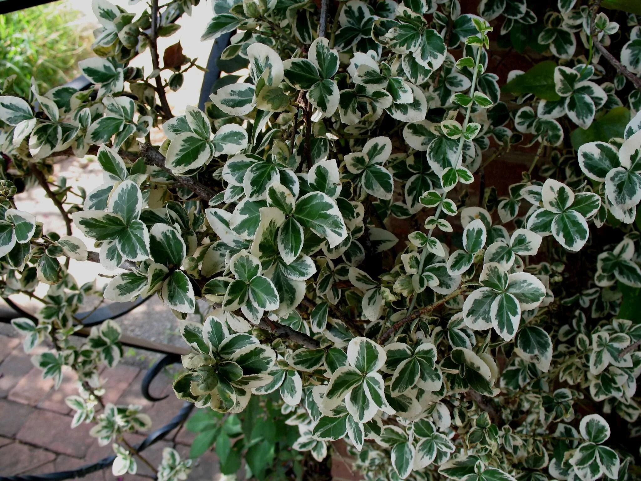 Бересклет форчуна "emerald gaiety"/ euonymus fortunei. Бересклет вариегата. Бересклет вариегата. Бересклет эмеральд голд. Бересклет вариегата.