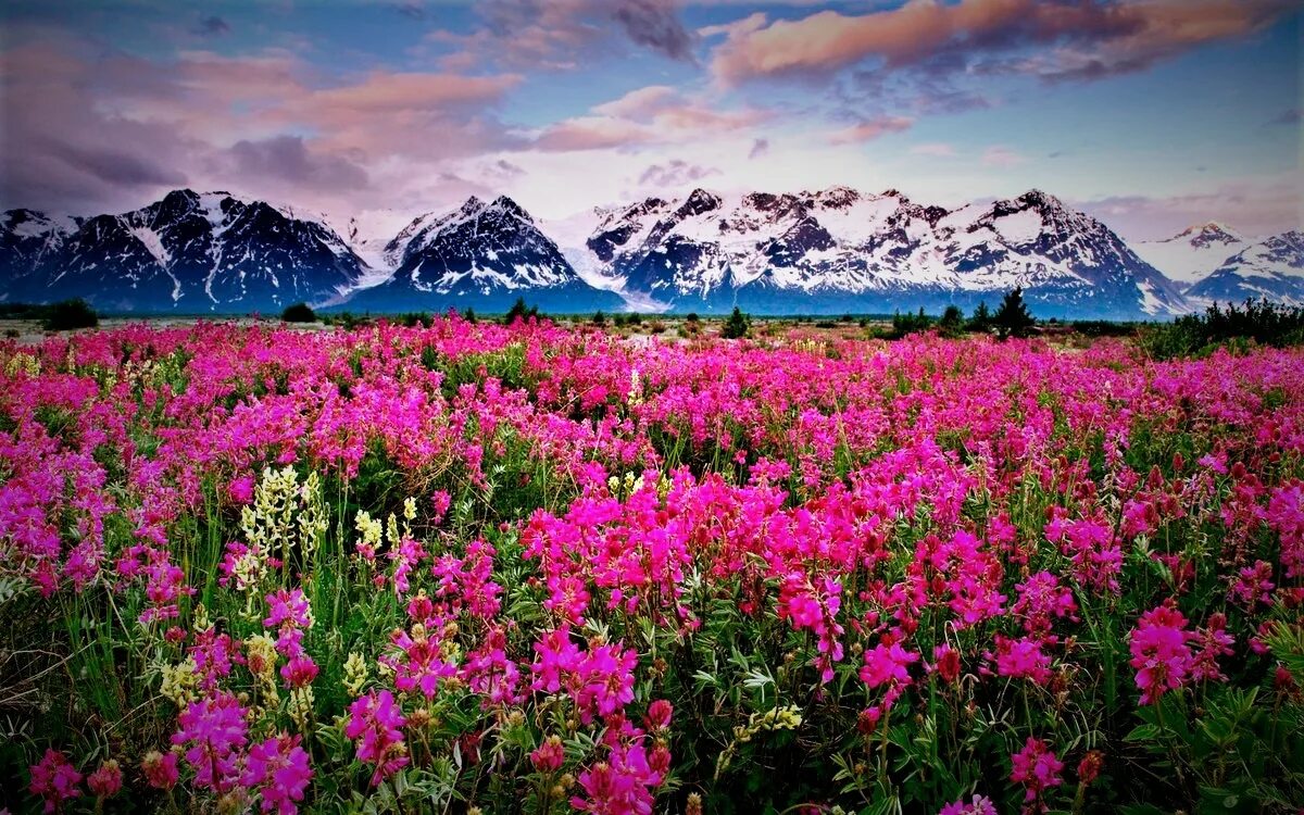 Цветок аляска. Национальный парк Долины цветов, Уттаракханд. Национальные парки Нанда-Деви и «Долина цветов». Долина цветов Индия национальный парк. Национальные парки Нанда-Деви и «Долина цветов» (штат Уттаракханд).