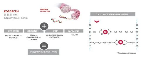 Коллагеновые волокна в костной ткани