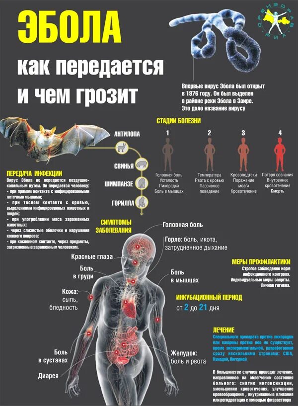 Геморрагическая лихорадка Эбола. Вирусные геморрагические лихорадки Эбола. Какие болезни опасные для человека