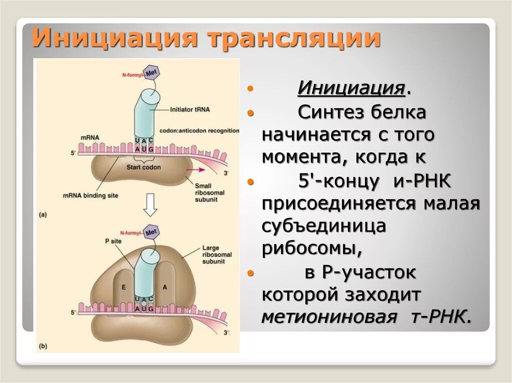 Биосинтез белка инициация трансляции. Этапы трансляции биосинтеза белка инициация. Этап инициации синтеза белка. Инициация синтеза белка биохимия. Инициация белка