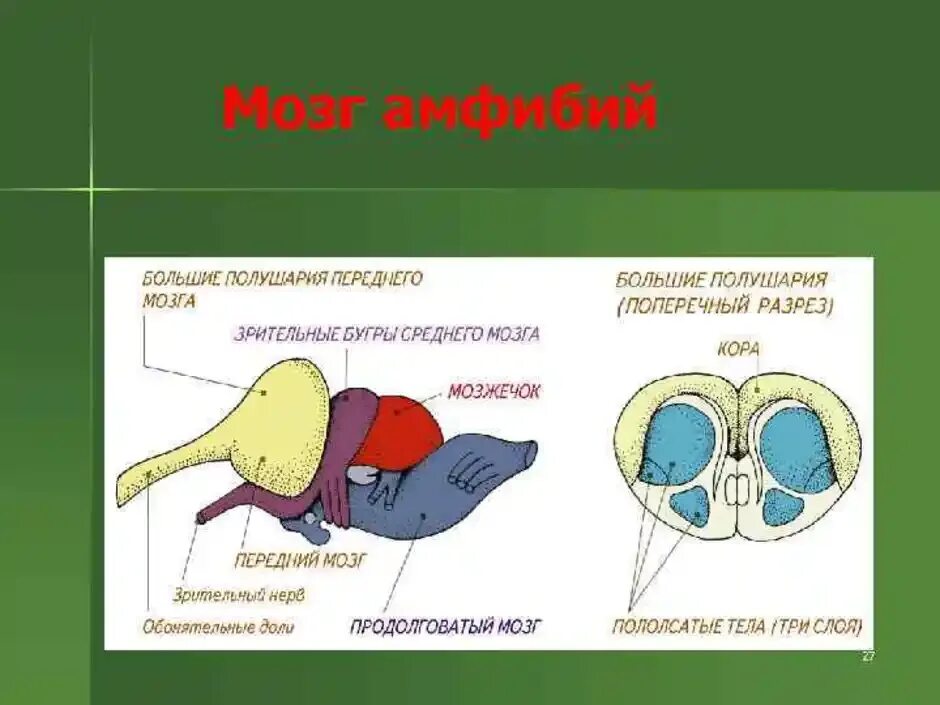 Головной мозг птиц отличается от земноводных. Строение головного мозга амфибии. Передний отдел головного мозга функции у земноводных. Строение головного мозга земноводных. Схема строения головного мозга земноводных.