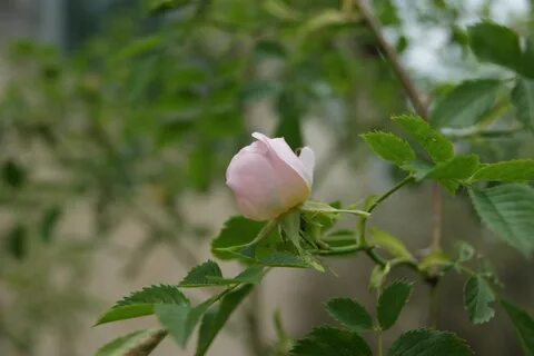 Песня шиповник