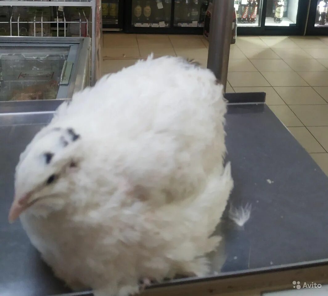 Порода перепелов белый гигант. Перепелка белая маленькая. Перепелки техасский бройлер. Порода перепелов белый гигант. Техасский перепел белый гигант.