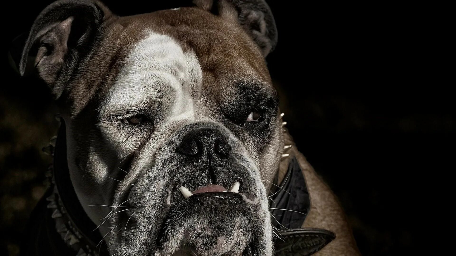 Доберман черный злой. Винсент ротвейлер. Доберман бойцовская. Пасть открывается на 180 градусов собака. Брюссельский бульдог.