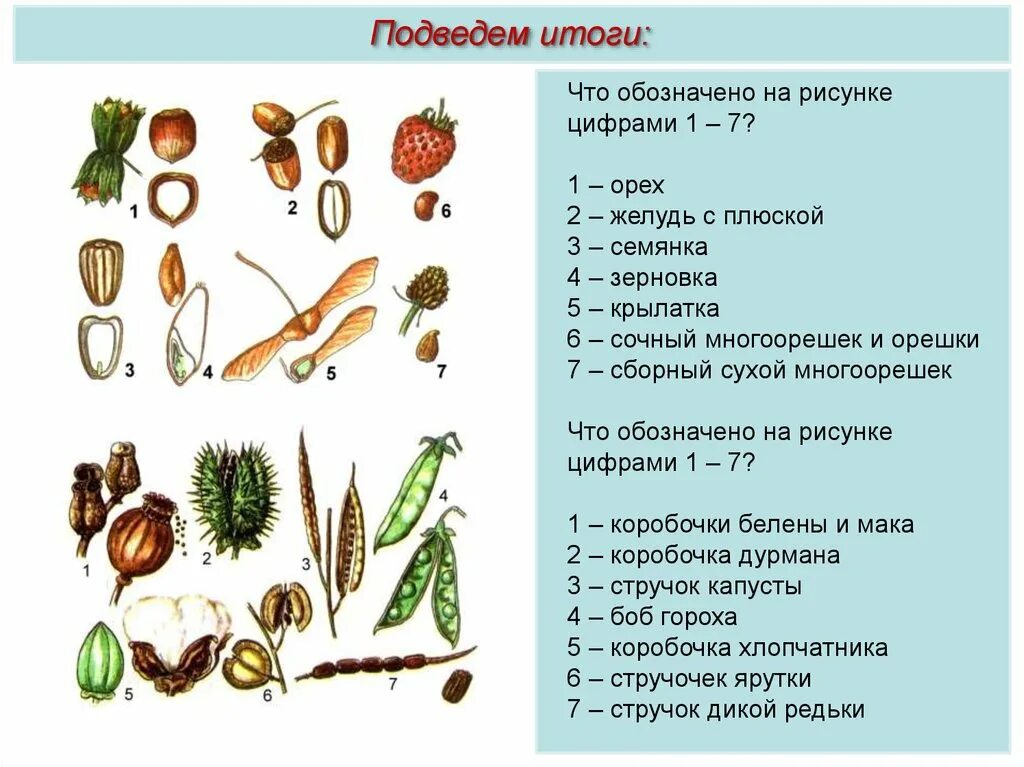 Из которого впоследствии образуются плоды с семенами. Многосемянка и многоорешек. Плоды растений. Типы плодов растений. Типы растений семена.