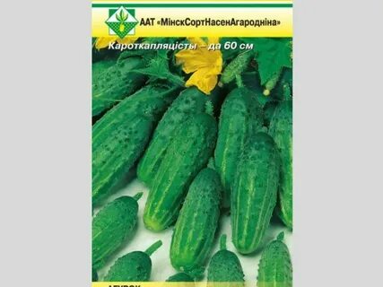 Сорта огурцов для беларуси