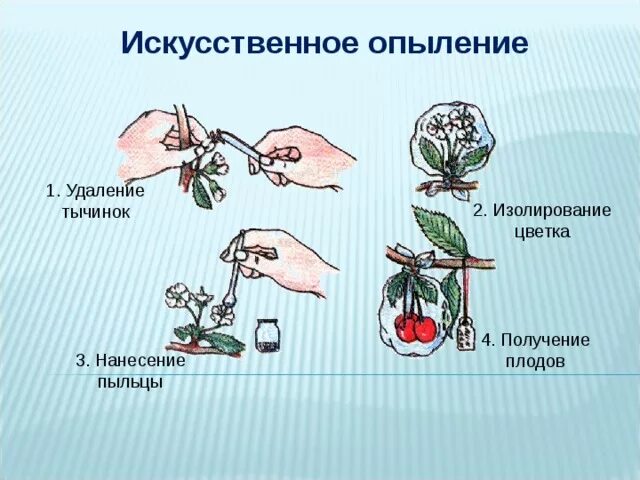 Схема искусственного опыления. Способы искусственного опыления растений. Самоопыление и искусственное опыление. Искусственное опыление 6 класс биология. Какой процесс следует за опылением