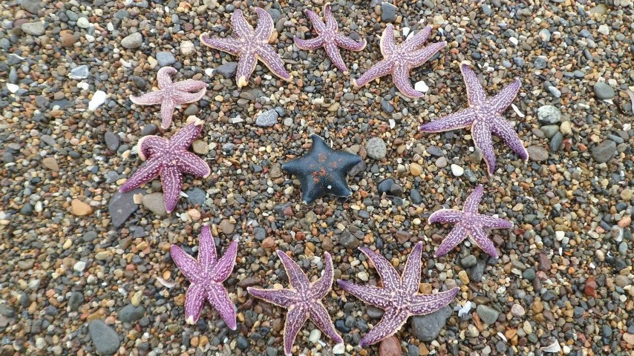 Морские звезды японского моря. Маленькая морская звезда в аквариуме. Морские звезды для аквариума живые Патрики. Поделки из мелких морских камешковая.