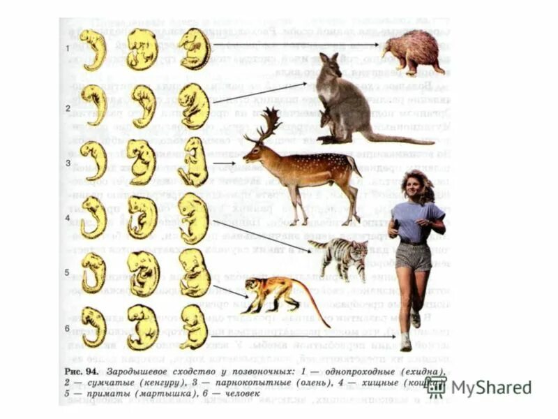 возникновение млекопитающих. органы выделительной системы животных. внешнее строение млекопитающих. стадии развития млекопитающих. пищеварительная система яйцекладущих.